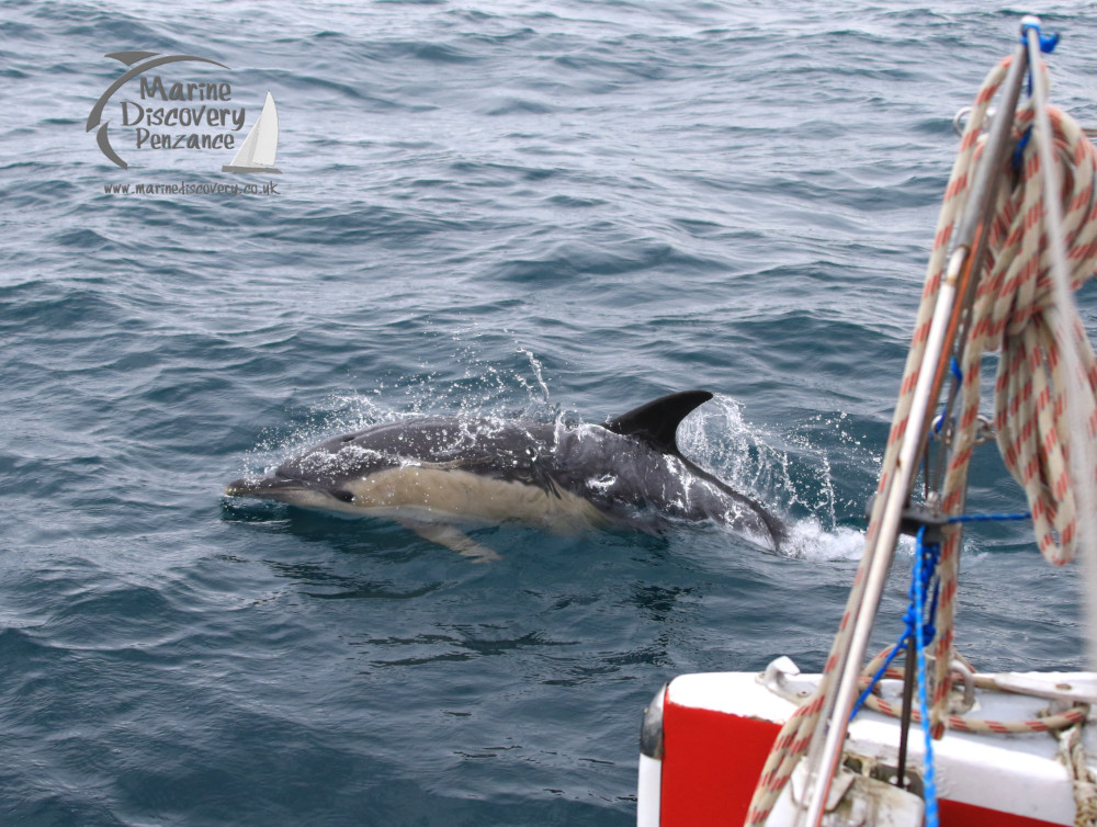 bowriding dolphin