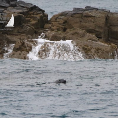 bull seal in the water