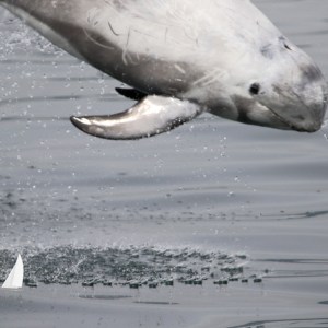 Risso's dolphin leaping