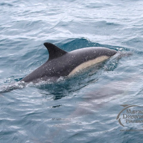 common dolphin