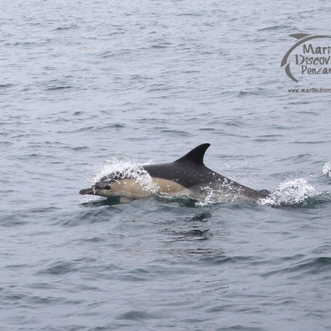 common dolphin