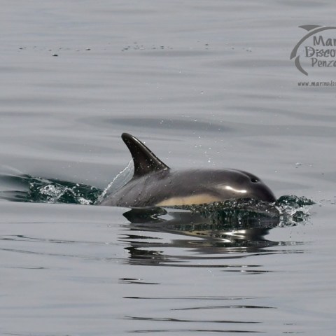 common dolphin