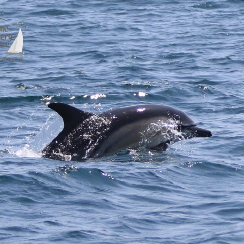 common dolphin