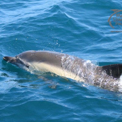 common dolphin