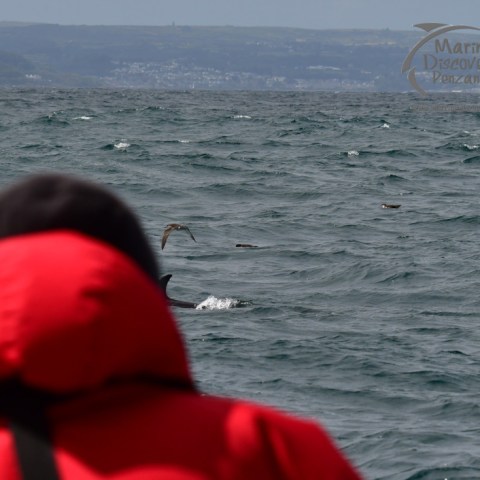 watching common dolphin