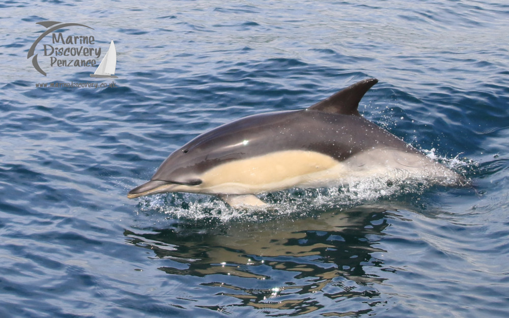 common dolphin