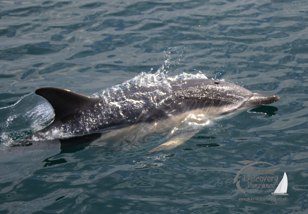 common dolphin