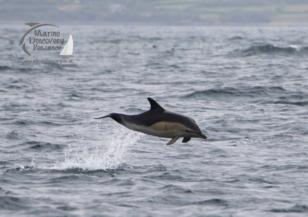 common dolphin leaping