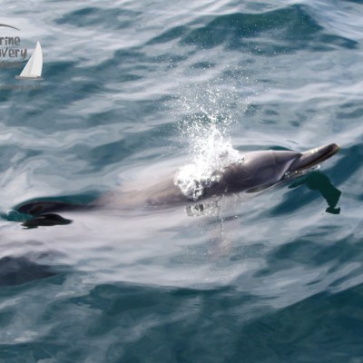 common dolphin surfacing