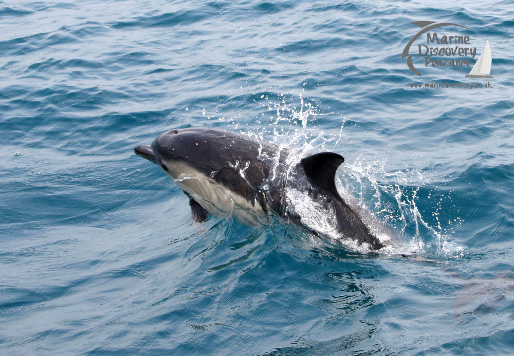 common dolphin