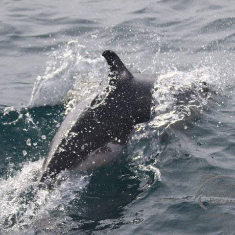 common dolphin