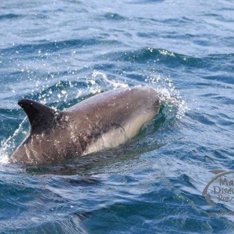 common dolphin