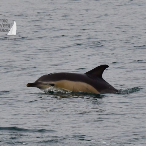 common dolphin