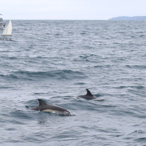 common dolphins