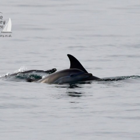 common dolphins