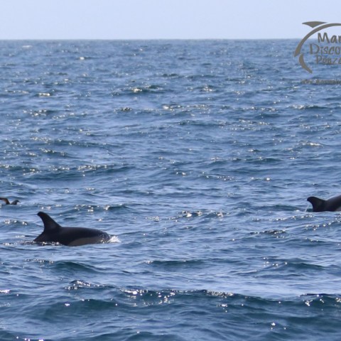 common dolphins