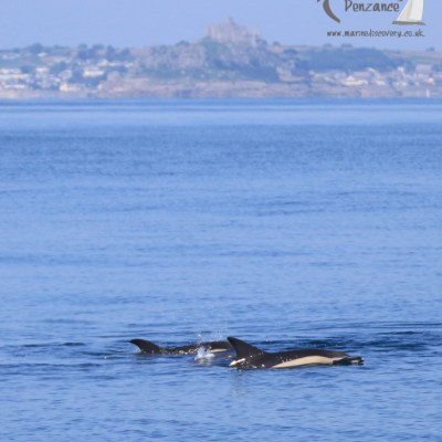 common dolphins