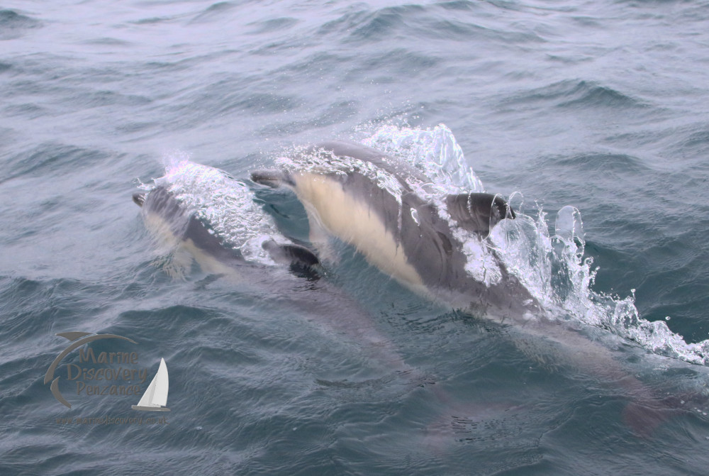 common dolphins