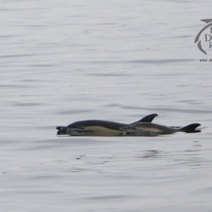 common dolphins