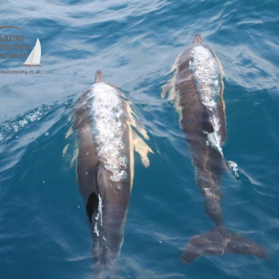 common dolphins