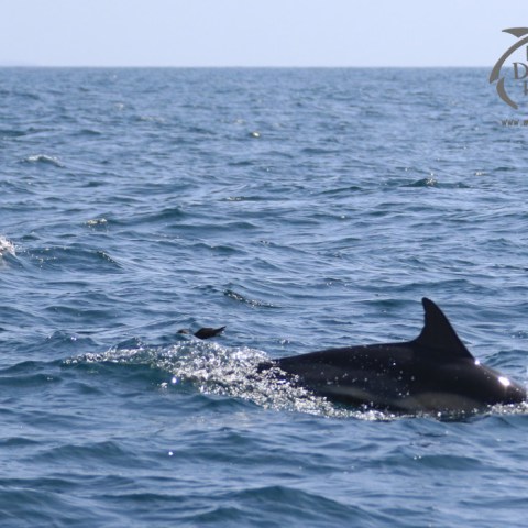 common dolphins