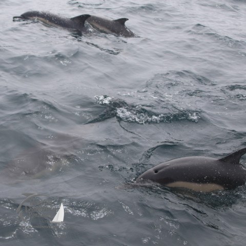 common dolphins
