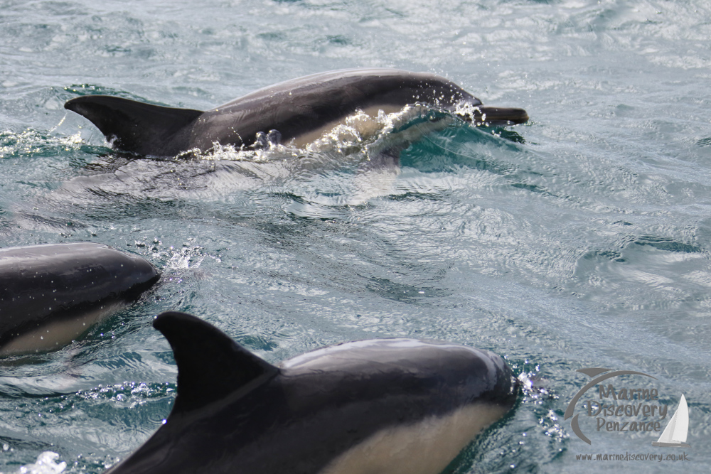 common dolphins