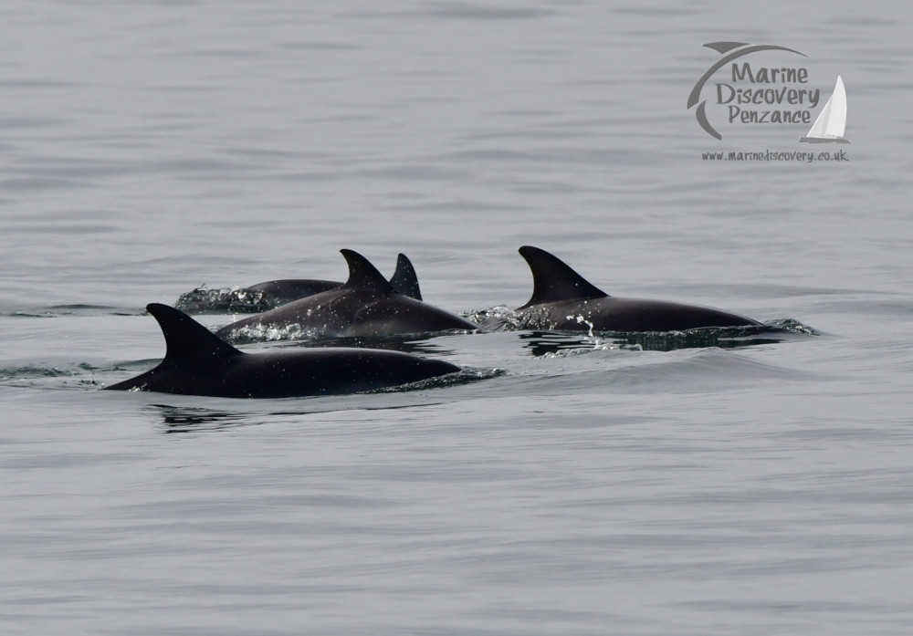 common dolphins