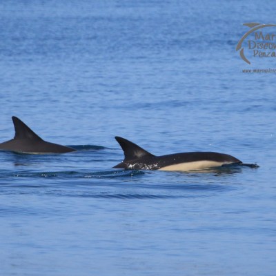 common dolphins