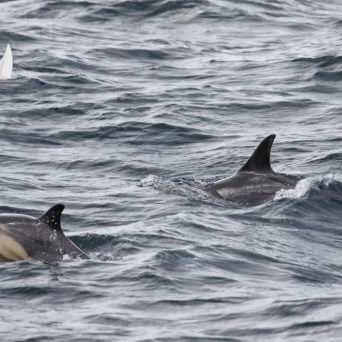 common dolphins