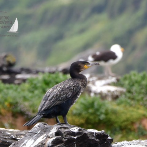 cormorant and great black backed gull