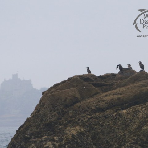 cormorants in mist