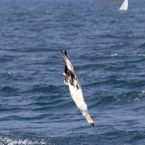 diving gannet