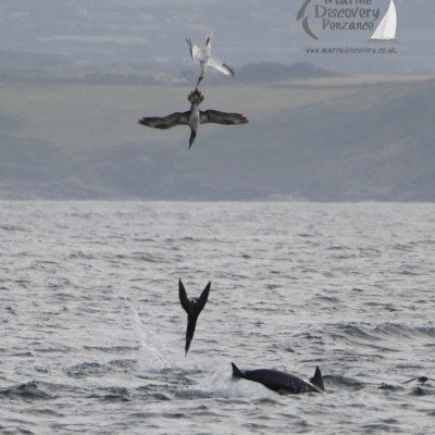 diving gannets