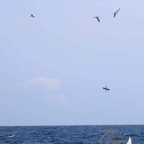 diving gannets
