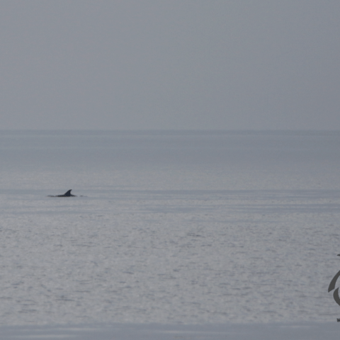 dolphin group in a calm sea