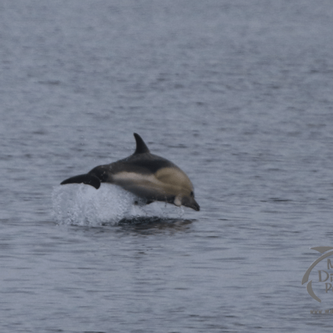 dolphin jumping
