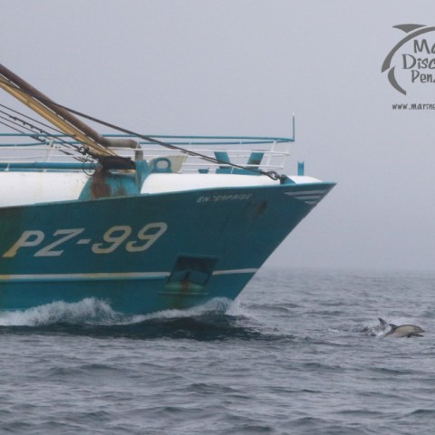 dolphins bowriding trawler
