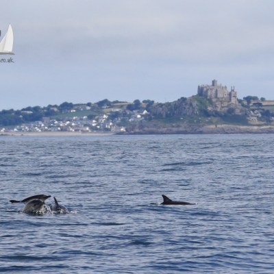dolphins in front of the Mount