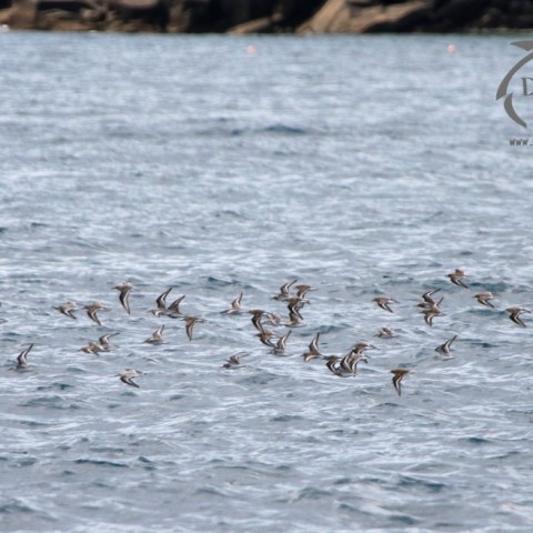 flock of dunlin