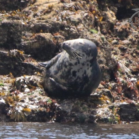 female grey seal