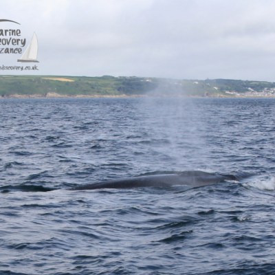 fin whale blow