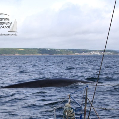 fin whale back