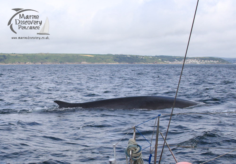 fin whale surfacing in front of the boat