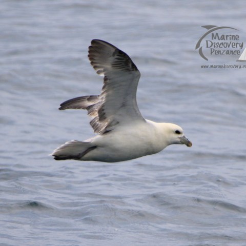 fulmar