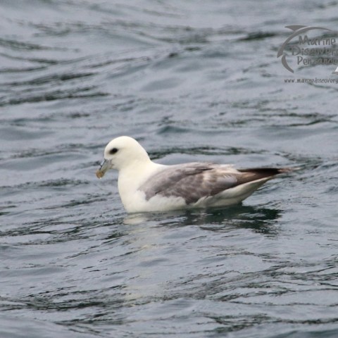 fulmar
