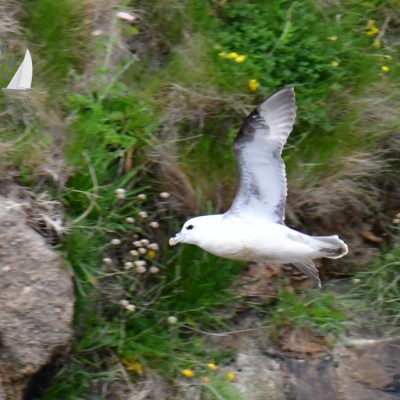 fulmar