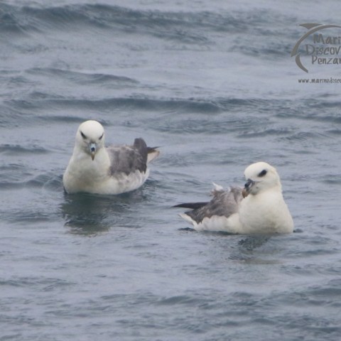 fulmars on water