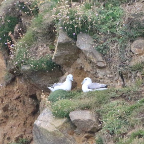 fulmars