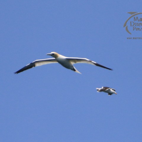 gannet and black backed gull